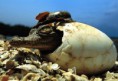 /album/fotogaleria/oviparos-jpg/